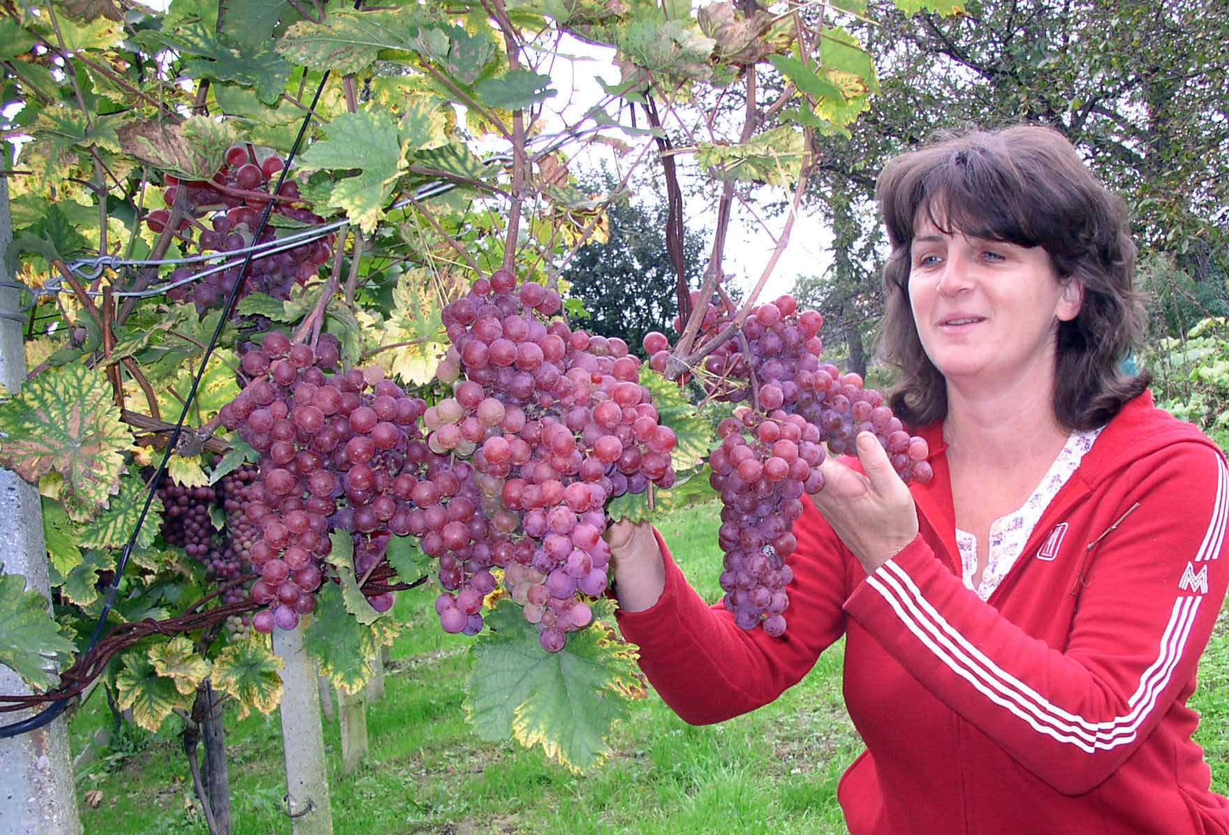 Brdovecki kraj foto Rajko Polic 8